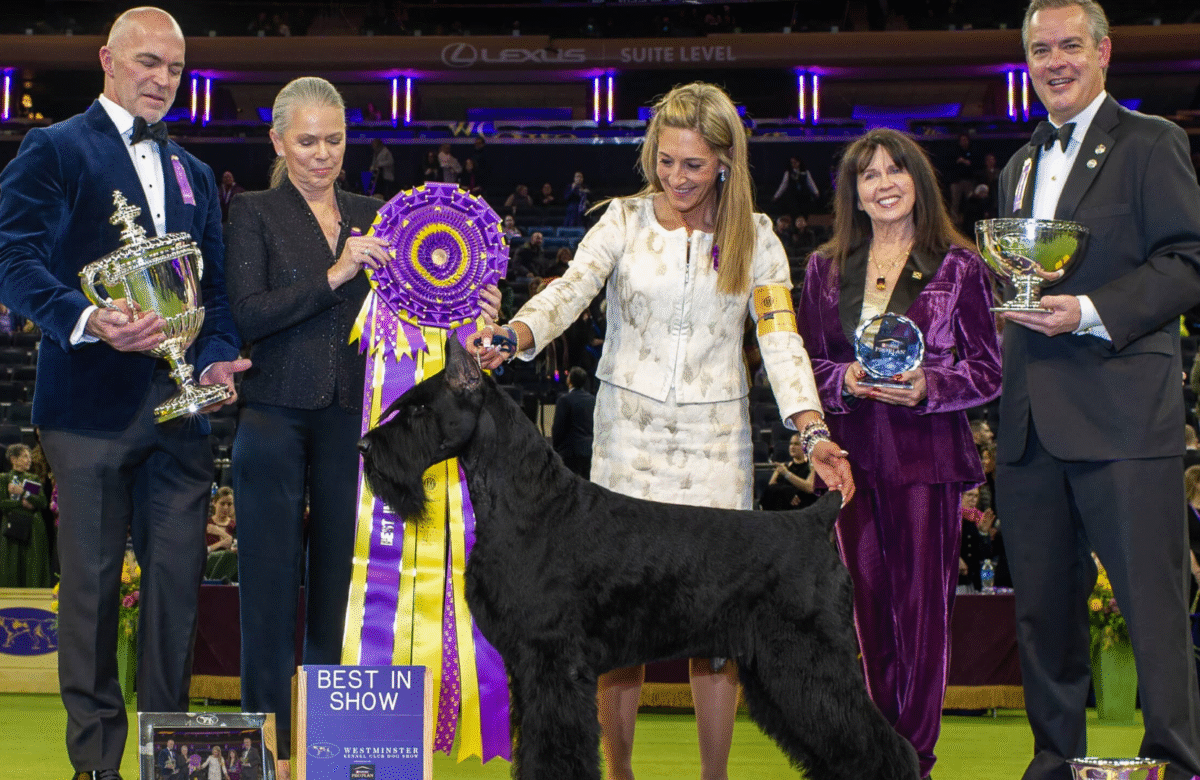Guía detallada del Westminster Dog Show 2025
