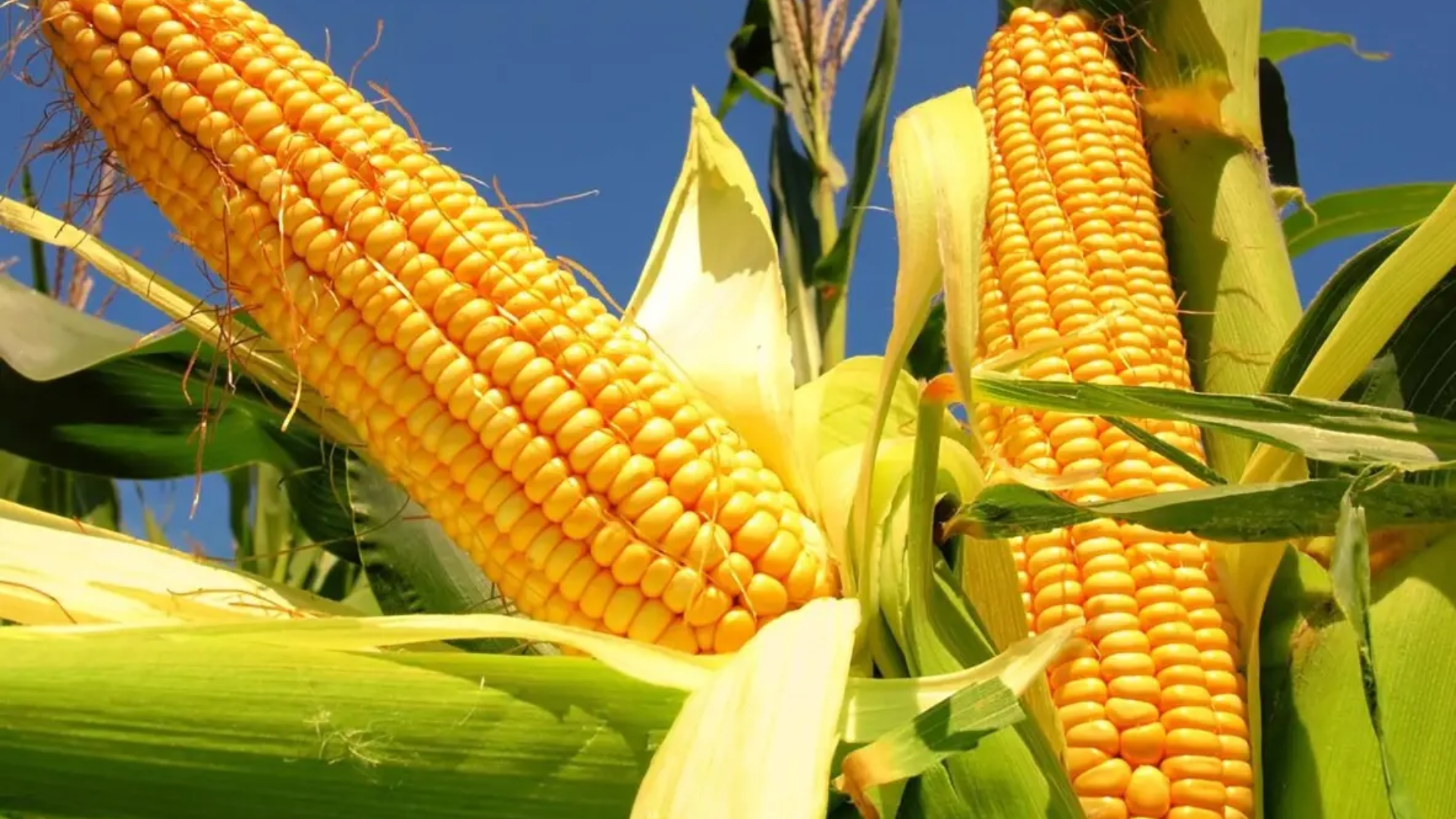 El Oro de las Américas: Cómo el Maíz Revolucionó Gran Canaria y la Alimentación Global
