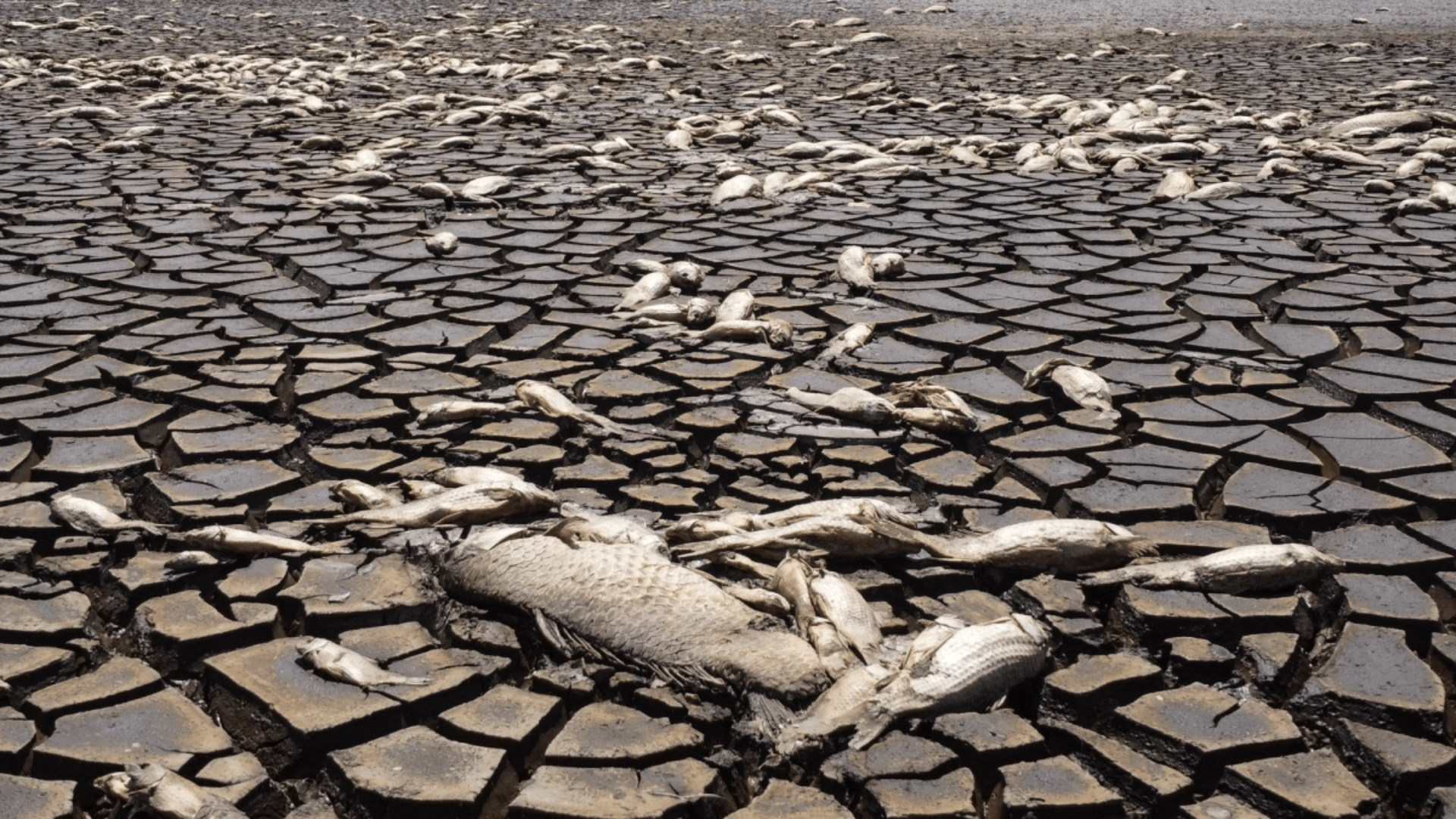 Sequías y olas de calor: desafíos para la captura de CO₂ vegetal